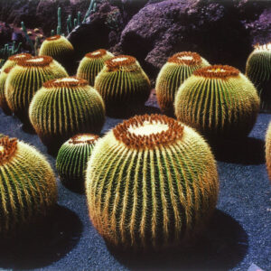 cactus Stare sulle spine – Editoriale